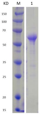 12% SDS-PAGE analysis profiles of purified MCR_RS00620-27-502 (CBB stained).